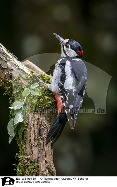 great spotted woodpecker / WS-09785