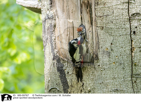 great spotted woodpeckers / WS-09787