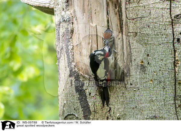 great spotted woodpeckers / WS-09788