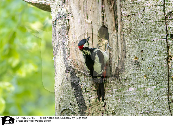 great spotted woodpecker / WS-09789