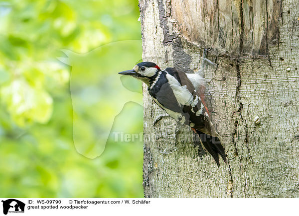 great spotted woodpecker / WS-09790