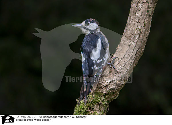 great spotted woodpecker / WS-09792