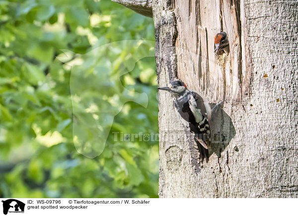 great spotted woodpecker / WS-09796