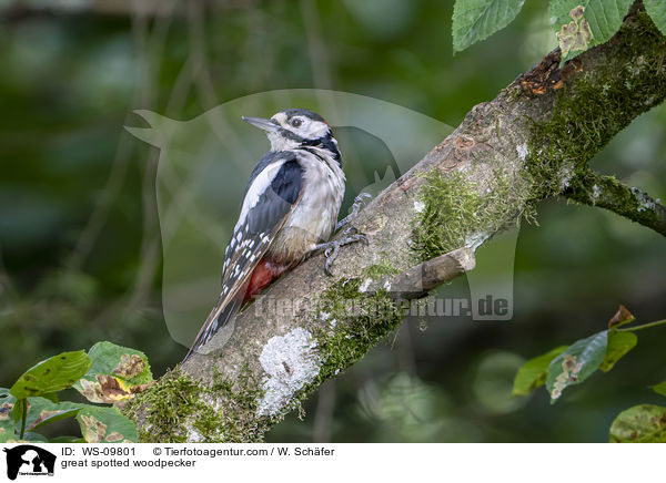 great spotted woodpecker / WS-09801