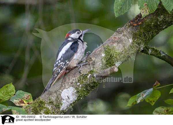 great spotted woodpecker / WS-09802