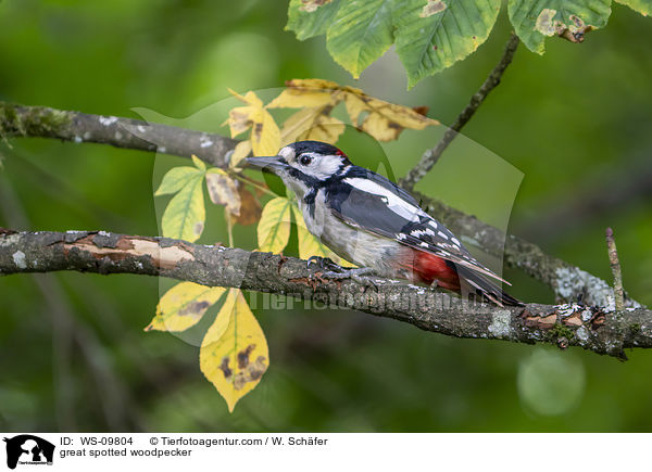 great spotted woodpecker / WS-09804