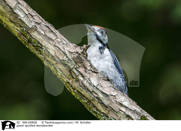 great spotted woodpecker / WS-09808