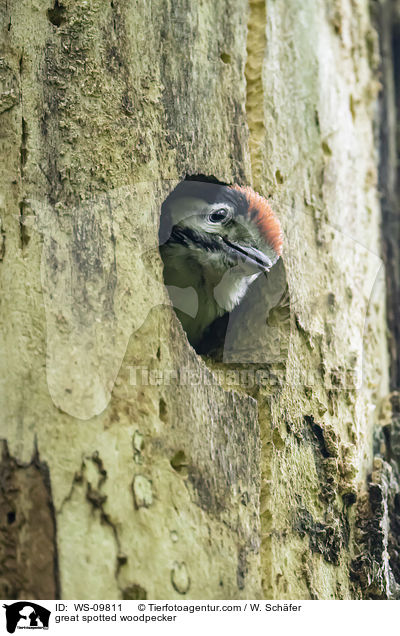 great spotted woodpecker / WS-09811