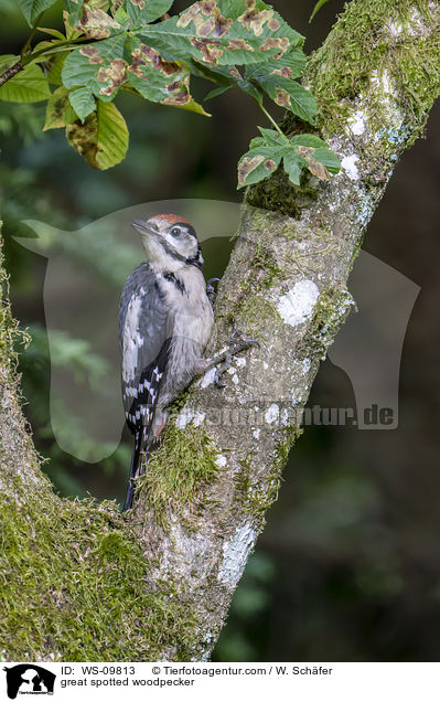 great spotted woodpecker / WS-09813
