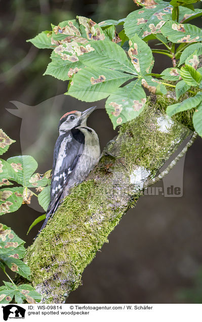 great spotted woodpecker / WS-09814
