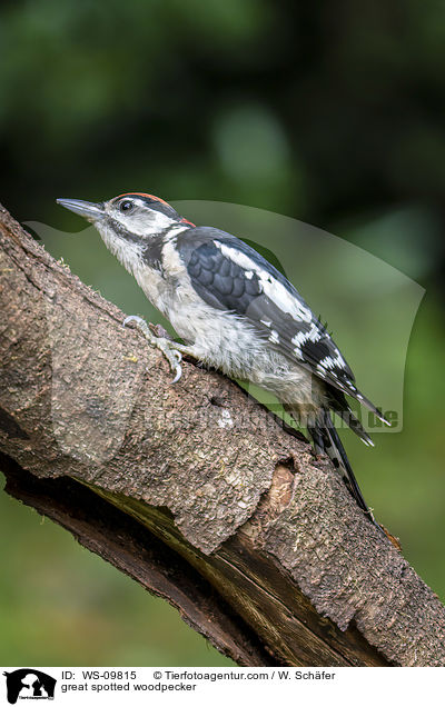 great spotted woodpecker / WS-09815