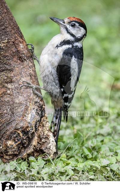 great spotted woodpecker / WS-09816
