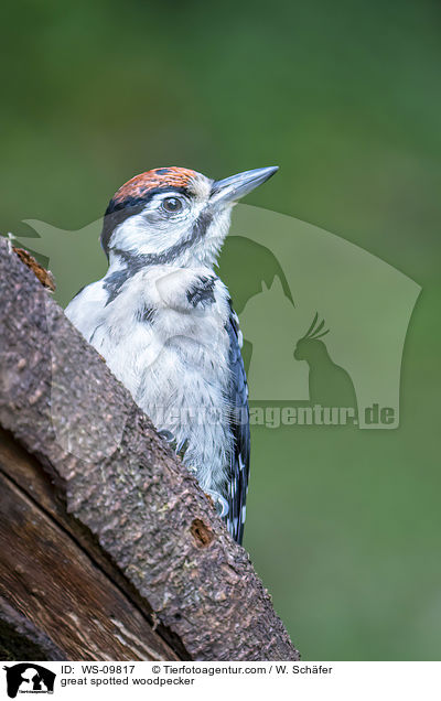 great spotted woodpecker / WS-09817