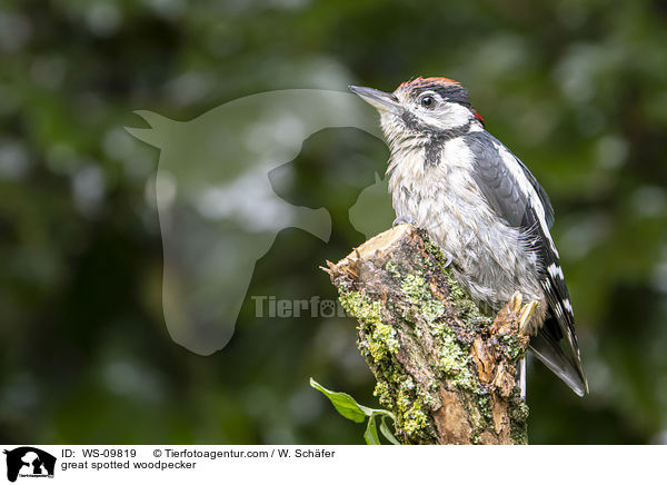great spotted woodpecker / WS-09819