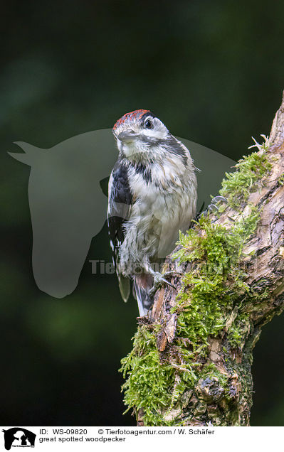 great spotted woodpecker / WS-09820
