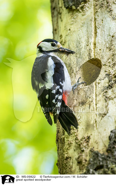 great spotted woodpecker / WS-09822