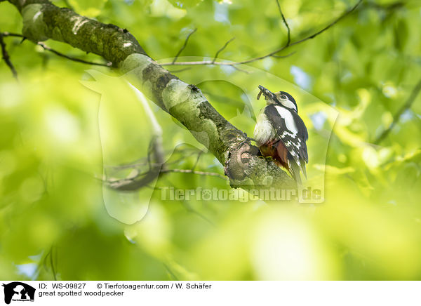 great spotted woodpecker / WS-09827