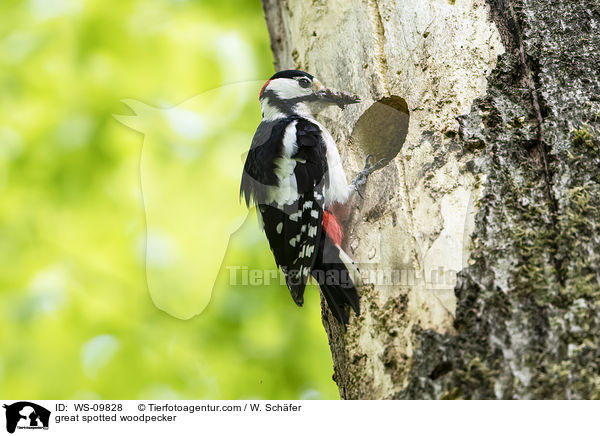 great spotted woodpecker / WS-09828