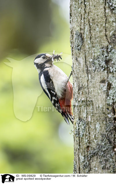 great spotted woodpecker / WS-09829