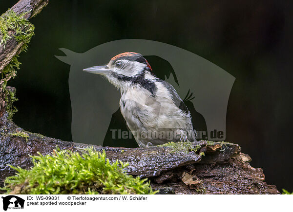great spotted woodpecker / WS-09831