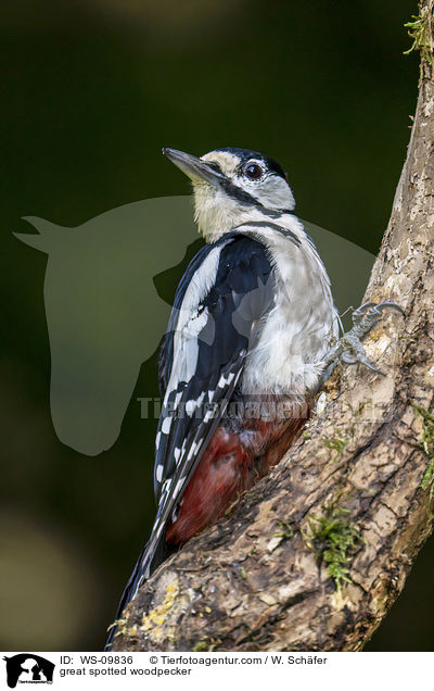 great spotted woodpecker / WS-09836