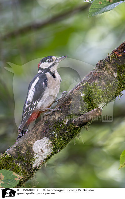 great spotted woodpecker / WS-09837