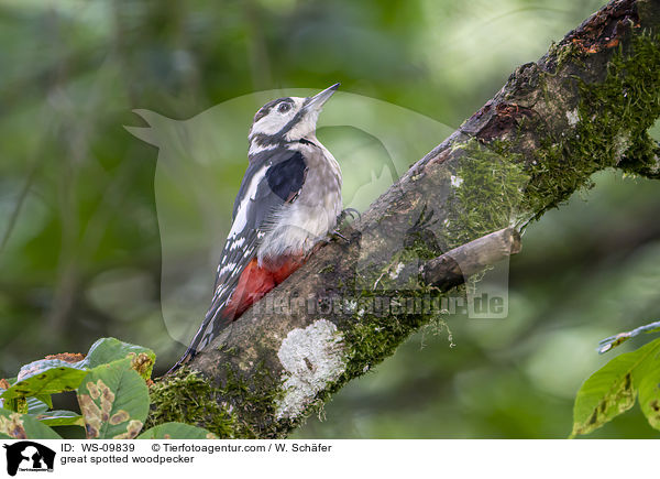 great spotted woodpecker / WS-09839