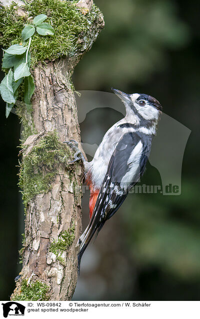 great spotted woodpecker / WS-09842