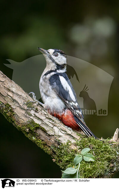 great spotted woodpecker / WS-09843