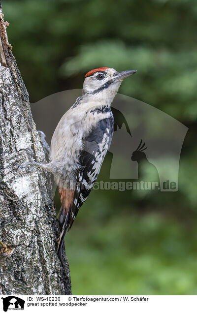 great spotted woodpecker / WS-10230