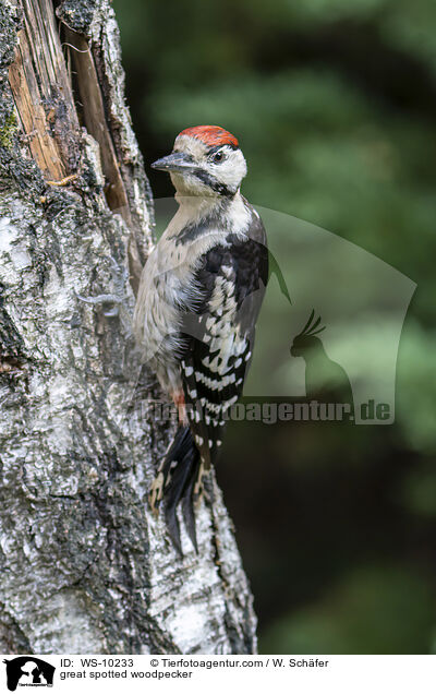 great spotted woodpecker / WS-10233