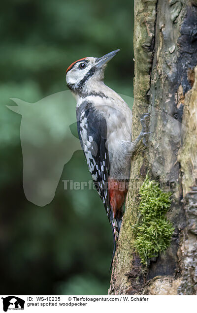 great spotted woodpecker / WS-10235