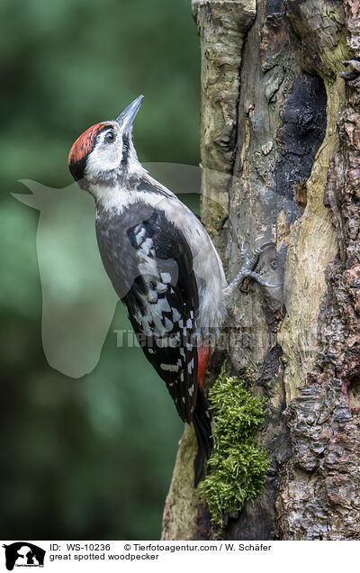 great spotted woodpecker / WS-10236