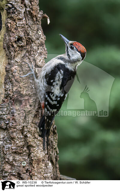 great spotted woodpecker / WS-10238