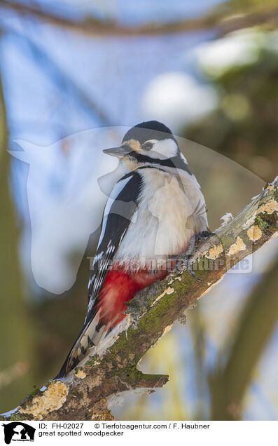 great spotted woodpecker / FH-02027