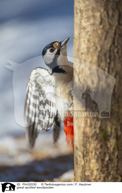 great spotted woodpecker / FH-02030