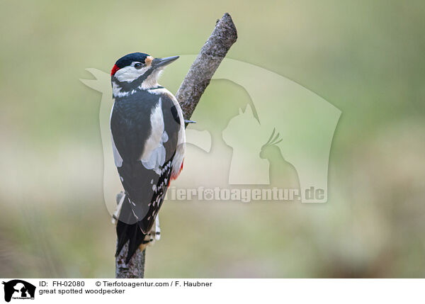 great spotted woodpecker / FH-02080