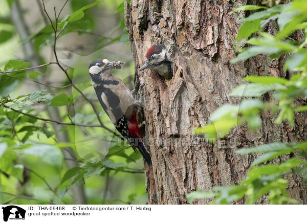 great spotted woodpecker / THA-09468