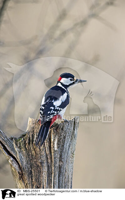 great spotted woodpecker / MBS-25501