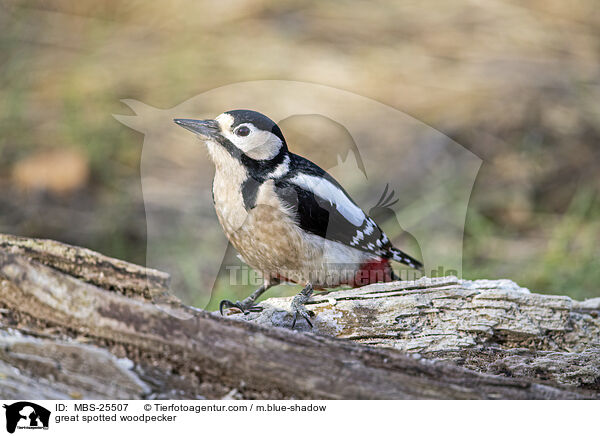 great spotted woodpecker / MBS-25507