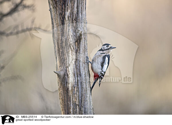 great spotted woodpecker / MBS-25514
