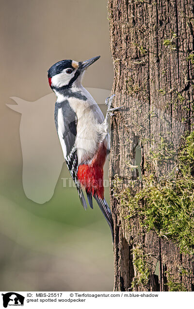 great spotted woodpecker / MBS-25517