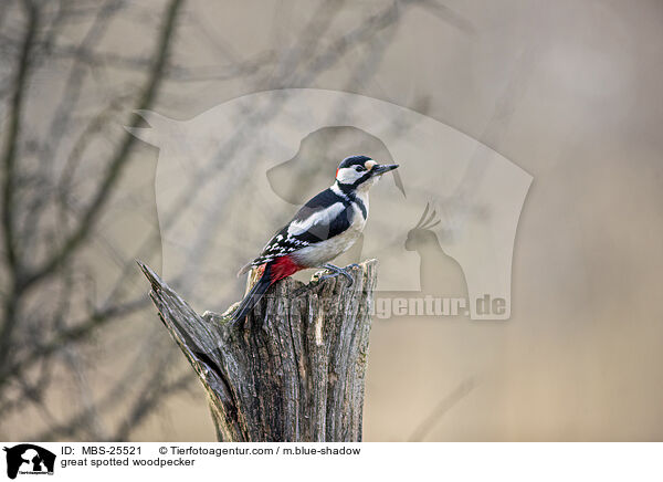 great spotted woodpecker / MBS-25521