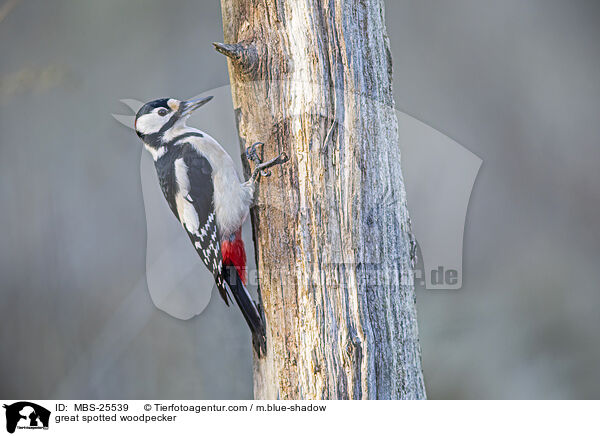 great spotted woodpecker / MBS-25539