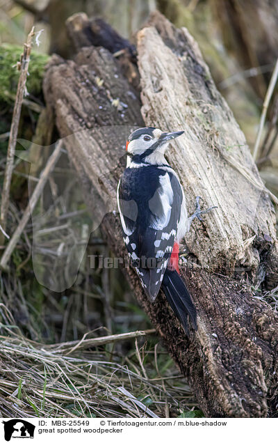 great spotted woodpecker / MBS-25549