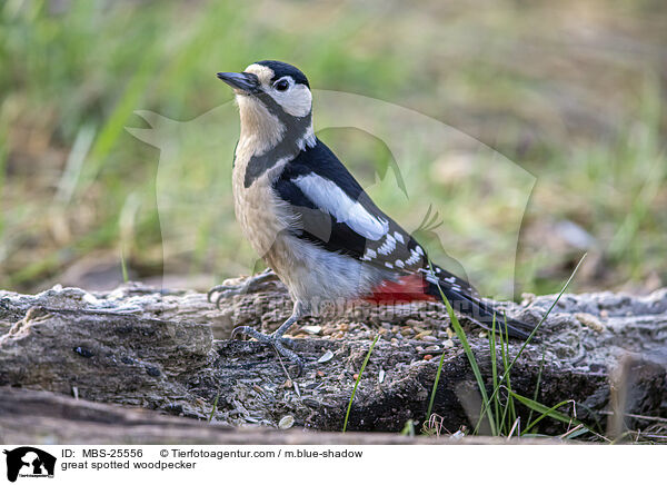 great spotted woodpecker / MBS-25556
