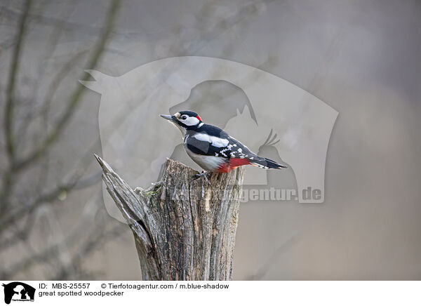 great spotted woodpecker / MBS-25557