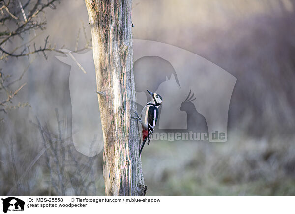 great spotted woodpecker / MBS-25558