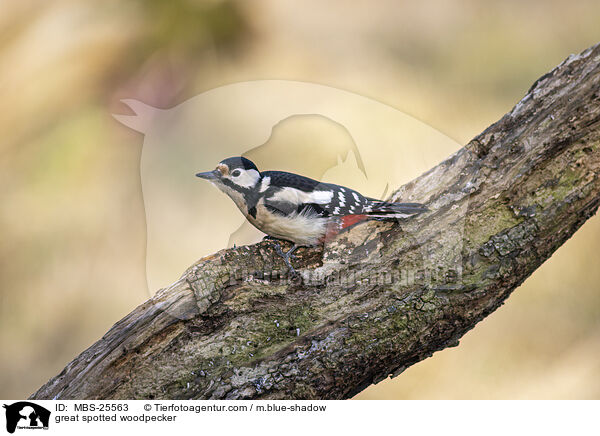 great spotted woodpecker / MBS-25563