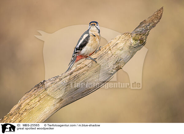 great spotted woodpecker / MBS-25565